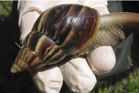 صورة حول : حلازونات عملاقة تجتاح غرب فنزويلا حلازونات عملاقة تجتاح غرب فنزويلا