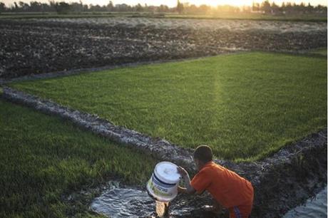 مصر.. الحكومة تكشف أسباب اختفاء الأرز المفاجئ من البلاد