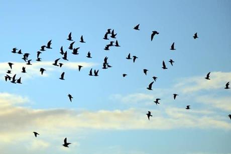 نداء تحذير للجميع... ماذا تخبرنا الطيور عن طريقة تأثير المناخ علينا؟