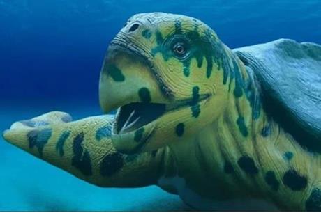 إسبانيا ..العثور عن آثار أحفورية لواحدة من أكبر السلاحف في تاريخ الأرض