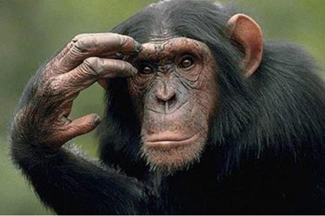 صورة حول : لم تتمالك نفسها شاهد رد فعل أنثى قرد بعد رؤية صغيرها يتحرك لم تتمالك نفسها شاهد رد فعل أنثى قرد بعد رؤية صغيرها يتحرك