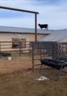 صورة حول : شاهد.. أغرب فيديو لبقرة تسير أعلى سطح حظيرة في ولاية يوتا الأمريكية شاهد.. أغرب فيديو لبقرة تسير أعلى سطح حظيرة في ولاية يوتا الأمريكية