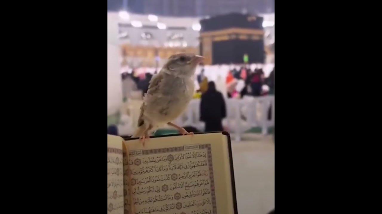 بالفيديو.. عصفور فوق مصحف داخل المسجد الحرام !