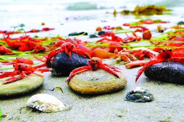 صورة حول : الكشف عن سر نفوق القشريات بسواحل إنجلترا الكشف عن سر نفوق القشريات بسواحل إنجلترا