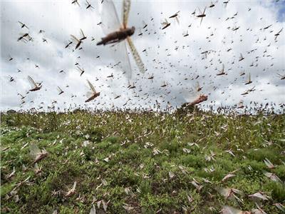 السودان : الجراد يغزو الساحل الشمالي