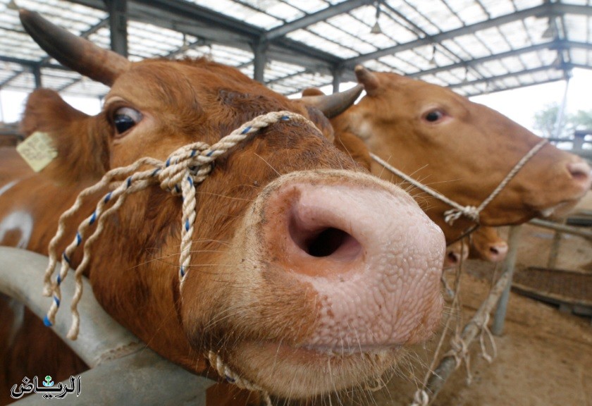 صورة حول : عدة دول تتوقف عن استيراد لحوم الأبقار من البرازيل من ضمنها الأردن عدة دول تتوقف عن استيراد لحوم الأبقار من البرازيل من ضمنها الأردن