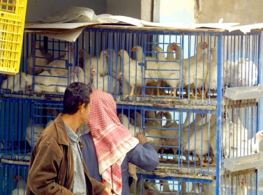 الصثناعة والتجارة تلتزم الصمت حيال ارتفاع اسعار الدواجن اللاحم قبيل رمضان