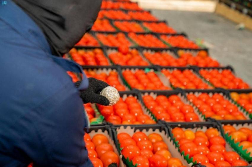 شاهدوا ... السعودية تضبط عملية تهريب مخدرات قادمة من الأردن داخل ثمار البندورة والرمان