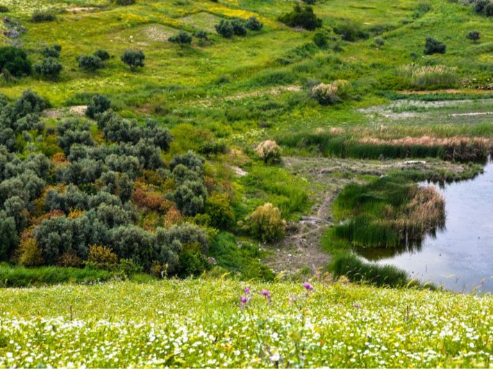 صورة حول : شملت والنية اربد ... سياحة داخلية شملت والنية اربد ... سياحة داخلية