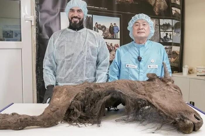 جهود لاستنساخ ثور عمره 9 آلاف عام في ياكوتسك