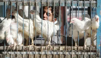 عبيدات : ارتفاع أسعار الدواجن لا يتناسب مع كلف الإنتاج