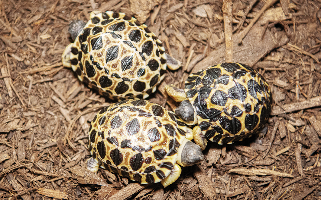 صورة حول : ذكر سلحفاة بعمر 90 عاماً يُرزق بثلاثة صغار - صورة ذكر سلحفاة بعمر 90 عاماً يُرزق بثلاثة صغار - صورة