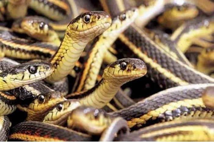 صورة حول : شاهد .. ثعابين سامة تخرج من مجاري السيول إلى البيوت في السعودية بعد هطول الأمطار الغزيرة شاهد .. ثعابين سامة تخرج من مجاري السيول إلى البيوت في السعودية بعد هطول الأمطار الغزيرة