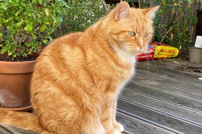 شاهد قطة بجلد الثعبان