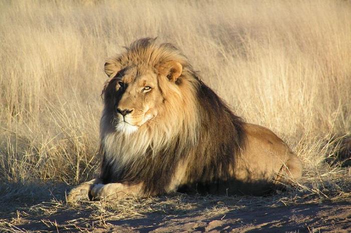 صراع على الأرض ينتهي بمقتل أشهر أسود تنزانيا