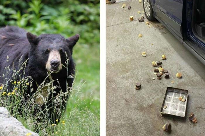 صورة حول : دب جائع يقتحم مخبزاً ويلتهم 60 كعكة ويثير ذعر العاملين في أمريكا دب جائع يقتحم مخبزاً ويلتهم 60 كعكة ويثير ذعر العاملين في أمريكا