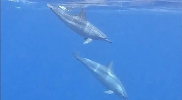 صورة حول : سرب من الدلافين تزين خليج العقبة سرب من الدلافين تزين خليج العقبة