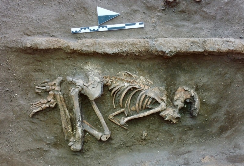 صورة حول : العثور على هياكل عظمية خلال حفريات صرف صحي بالعقبة العثور على هياكل عظمية خلال حفريات صرف صحي بالعقبة