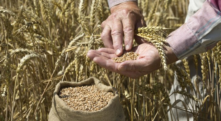 لليوم الثالث أسعار القمح عالميا في ارتفاع