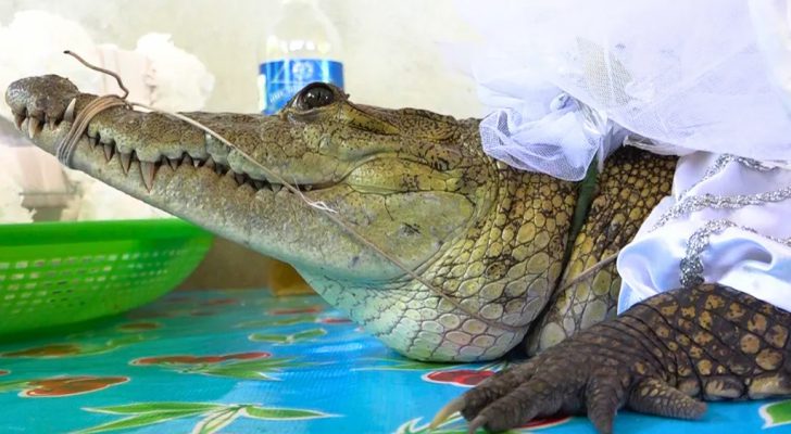 صورة حول : شاهدوا.. زواج عمدة مدينة مكسيكية من تمساحة شاهدوا.. زواج عمدة مدينة مكسيكية من تمساحة