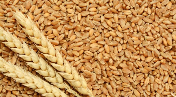 صورة حول : ارتفاع أسعار القمح عالميا ارتفاع أسعار القمح عالميا