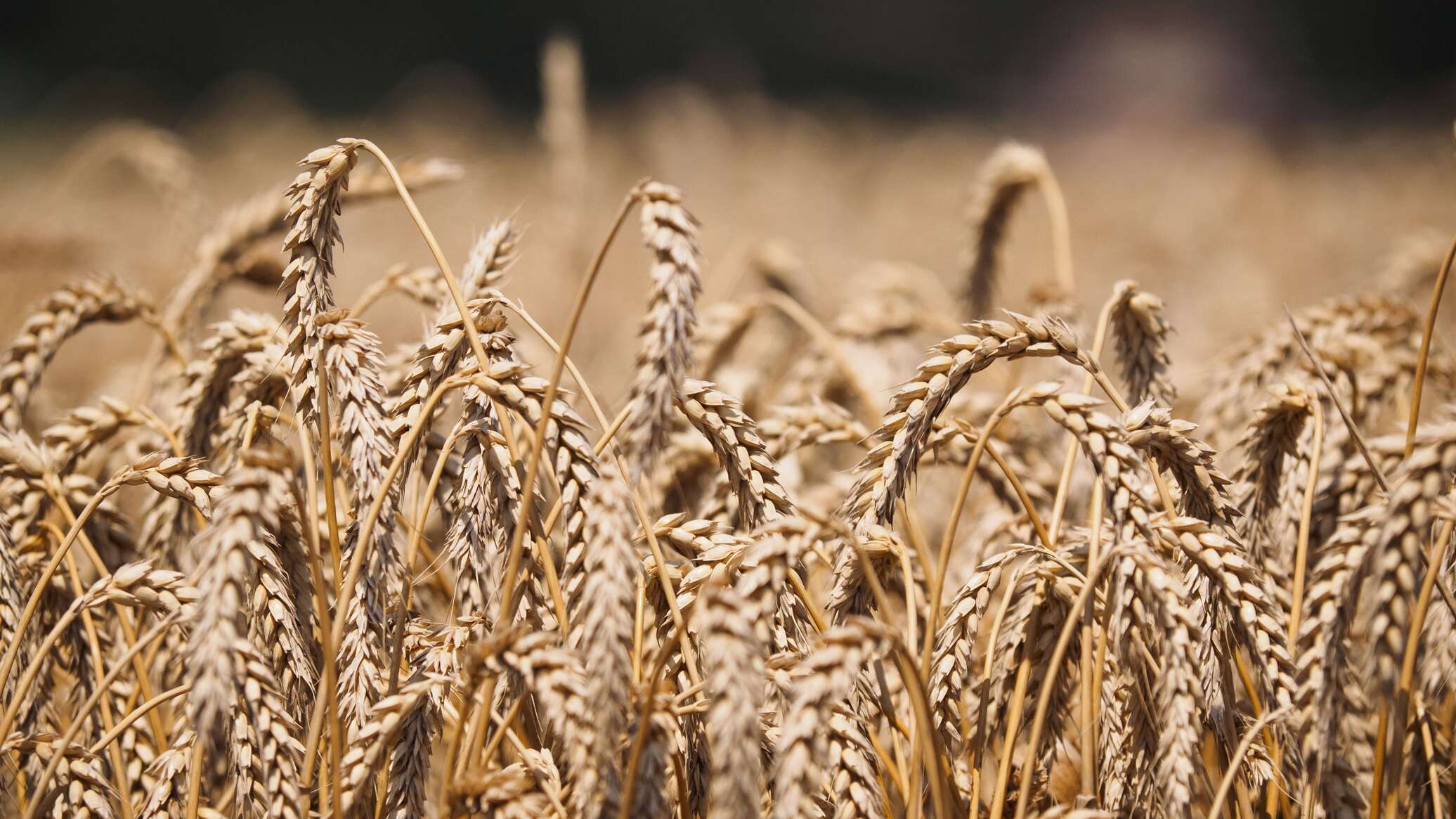 انخفاض أسعار القمح على بورصة شيكاغو بنسبة 11%