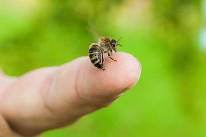 طرق فعالة للوقاية من لدغات النحل