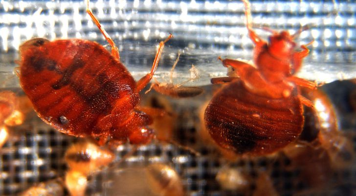 مجددا.. الحكومة الفرنسية تطلق خطة معركة ضد بق الفراش الماص للدماء