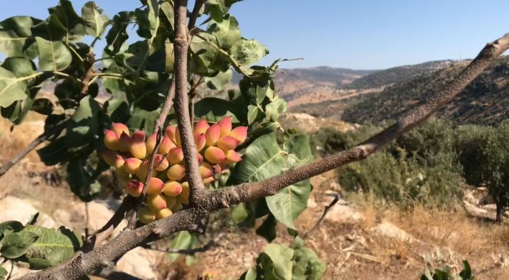 مشروع تطعيم أشجار البطم الفلسطيني بغراس الفستق الحلبي
