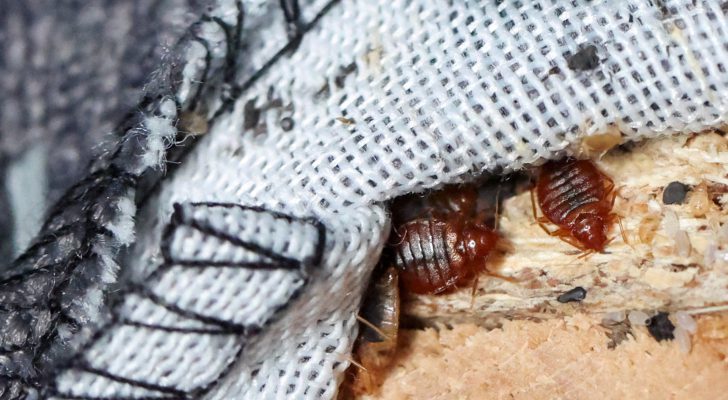 إغلاق ٧ مدارس فرنسية بسبب اجتياح بق الفراش