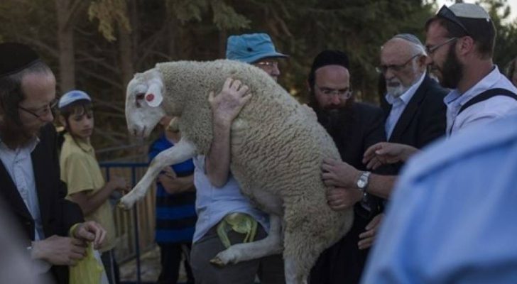 صورة حول : قوات الاحتلال تعتقل مستوطنا بعد محاولة دخول الأقصى وبحوزته خروف قوات الاحتلال تعتقل مستوطنا بعد محاولة دخول الأقصى وبحوزته خروف