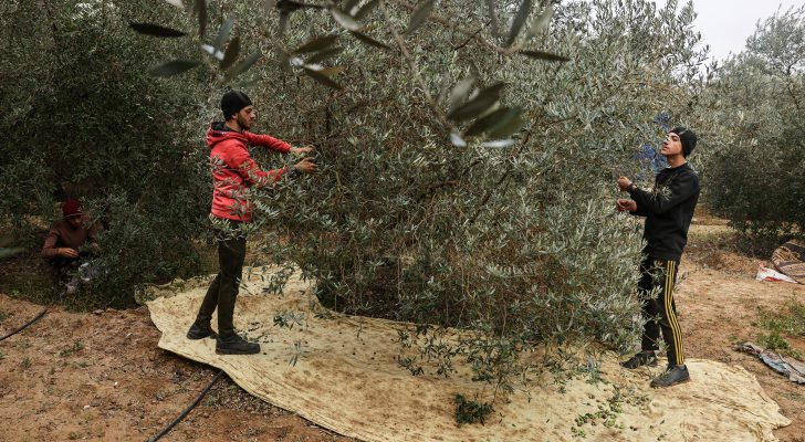 صورة حول : نحو مليوني دولار قيمة الخسائر اليومية في الإنتاج الزراعي بغزة بسبب العدوان نحو مليوني دولار قيمة الخسائر اليومية في الإنتاج الزراعي بغزة بسبب العدوان