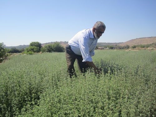 صورة حول : "ذهب فلسطين الأخضر" أهميته أكبر مِما نعرف "ذهب فلسطين الأخضر" أهميته أكبر مِما نعرف