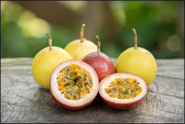 ماذا تعرف عن شجرة (المس فلورا)