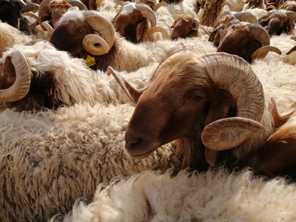 صورة حول : عَدد محاجر مُعتمد لتصدير الخراف مِن المفرق للسعودية عَدد محاجر مُعتمد لتصدير الخراف مِن المفرق للسعودية