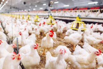 المصريون يقاطعون الفراخ بسبب...