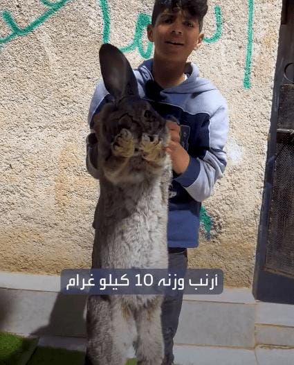 صورة حول : أرانب ضخمة فِي الأُردن يَصل وزن بعضها إلى 10 كيلوغرام(فيديو) أرانب ضخمة فِي الأُردن يَصل وزن بعضها إلى 10 كيلوغرام(فيديو)