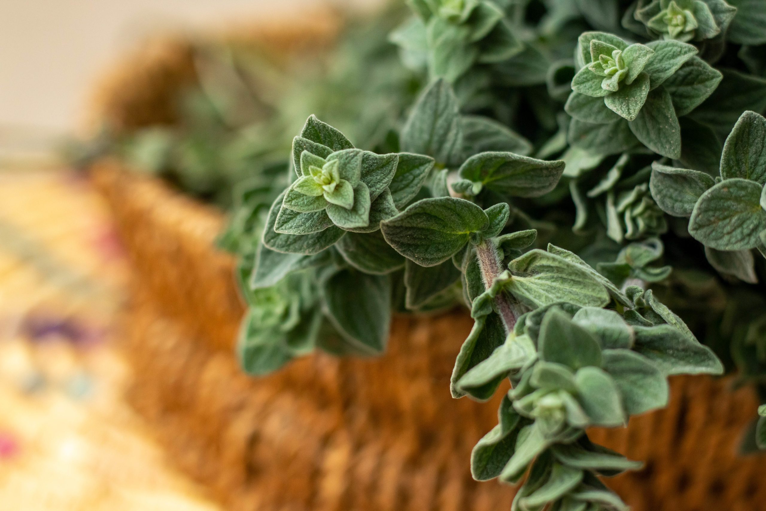 "ذهب فلسطين الأخضر" أهميته أكبر مِما نعرف