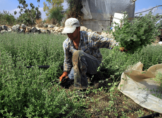"ذهب فلسطين الأخضر" أهميته أكبر مِما نعرف