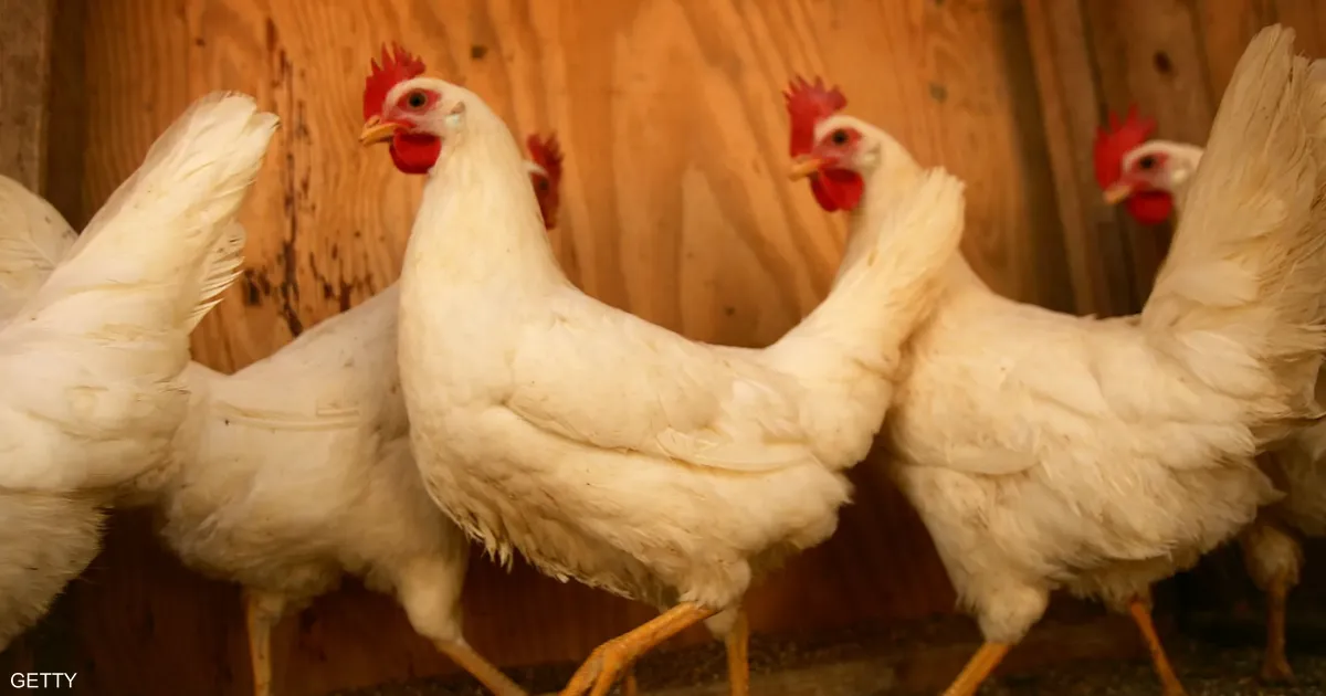 وزارة الصناعة والتجارة تفرض غرامات مالية كبيرة على مخالفي سقوف أسعار الدجاج