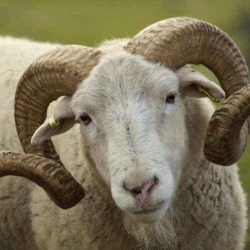 كبش ينطح فتى ويرديه قتيلا بالجزائر