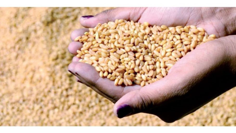 عاجل: وزارة الصناعة والتجارة تفتح باب العطاءات لشراء القمح والشعير