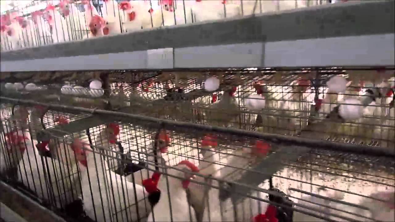 عاجل .. إغلاق 3 شركات واستمرار التحقيق في قضية حجاج أردنيين: تفاصيل الحكم وتطورات القضية