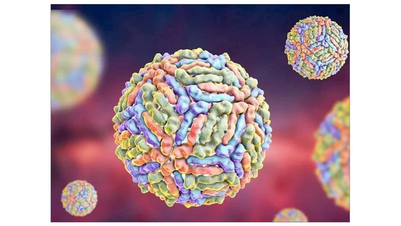 مصدر طبي يوضح حول فـيروس "غرب النيل" في الأردن