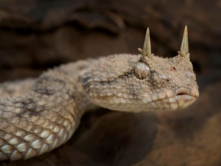 صورة حول : أفعى الحراشف المنشارية تلدغ خمسيني و تدخلة العناية المركزة أفعى الحراشف المنشارية تلدغ خمسيني و تدخلة العناية المركزة