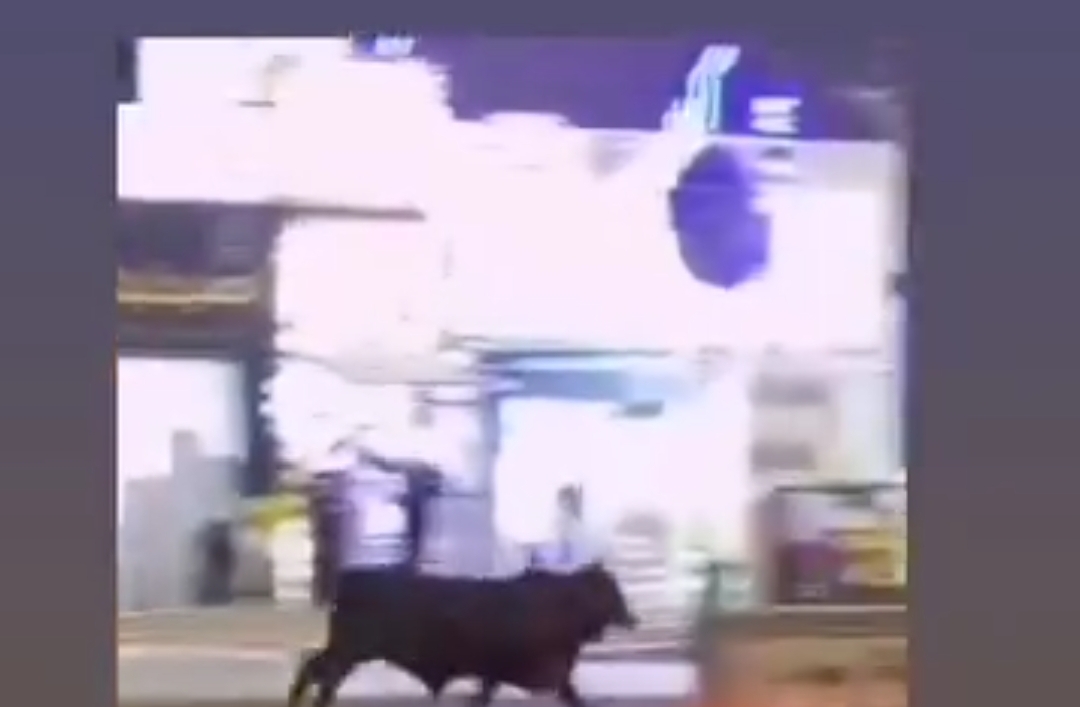 بالفيديو.. ثور هائج يدخل على طوارئ مستشفى الطفيلة الحكومي