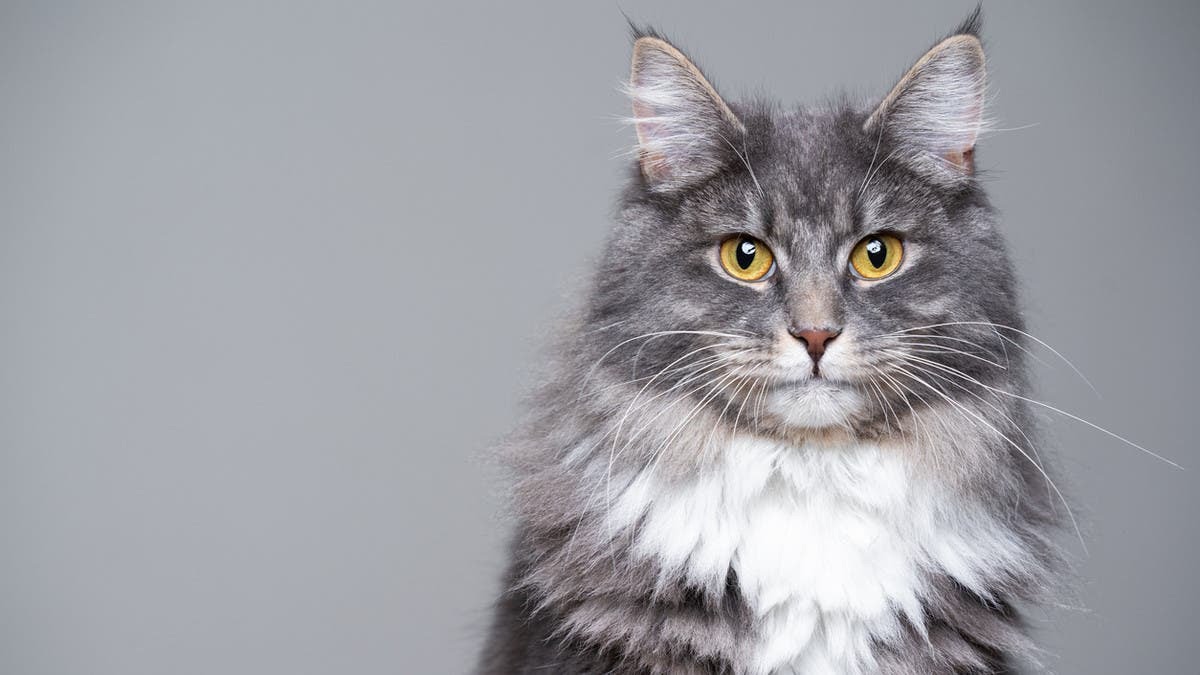 مصر : سفاح القطط "ابو نوح" يأكل القطط ويتمتع بتعذيبها