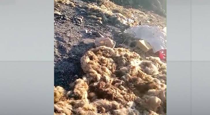 صورة حول : مكرهة صحية وجيف ملقاة على الشوارع مكرهة صحية وجيف ملقاة على الشوارع