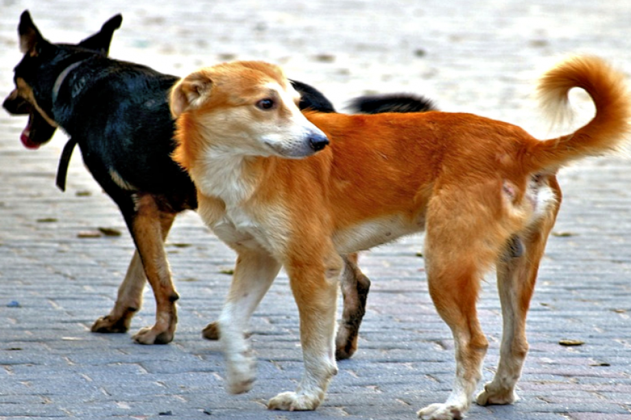 عاجل | التل:التشريعات تعرقل صلاحيات البلدية في التعامل مع الكلاب الضالة