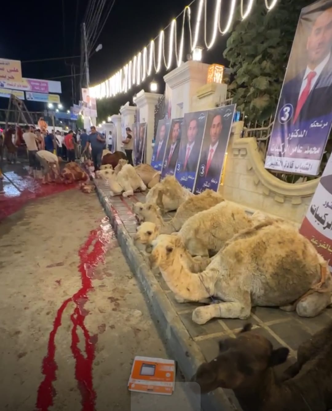 بالفيديو... المرشح في دائرة مادبا الركيبات ينحر الإبل خلال افتتاح مقره الانتخابي